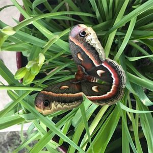 Meet your Posher, Jenae